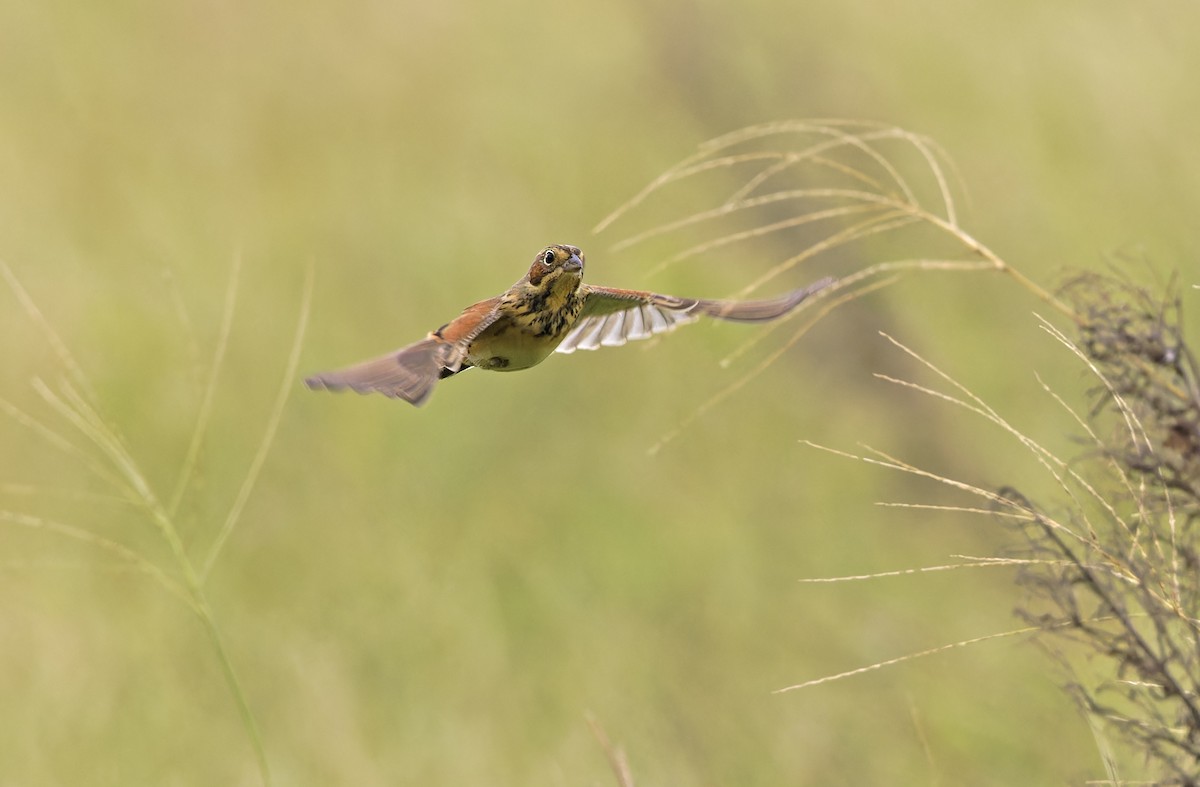 Chestnut-eared Bunting - ML647607793