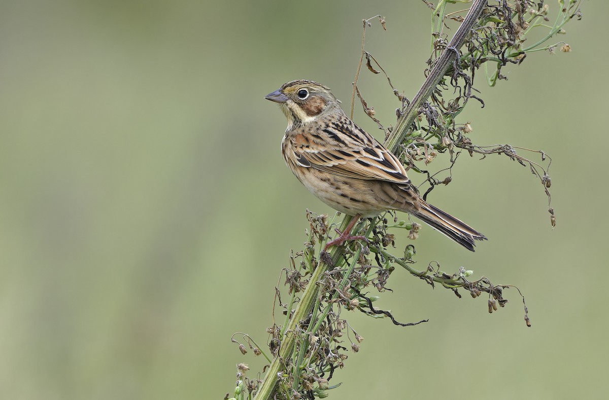 Chestnut-eared Bunting - ML647607794