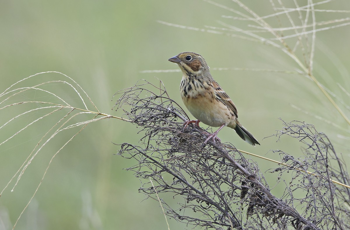 Chestnut-eared Bunting - ML647607795