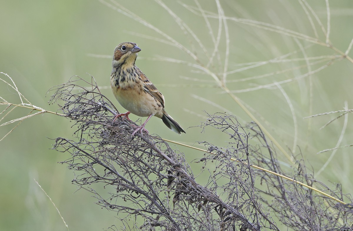 Chestnut-eared Bunting - ML647607796