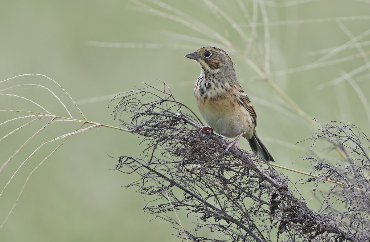 Chestnut-eared Bunting - ML647607797