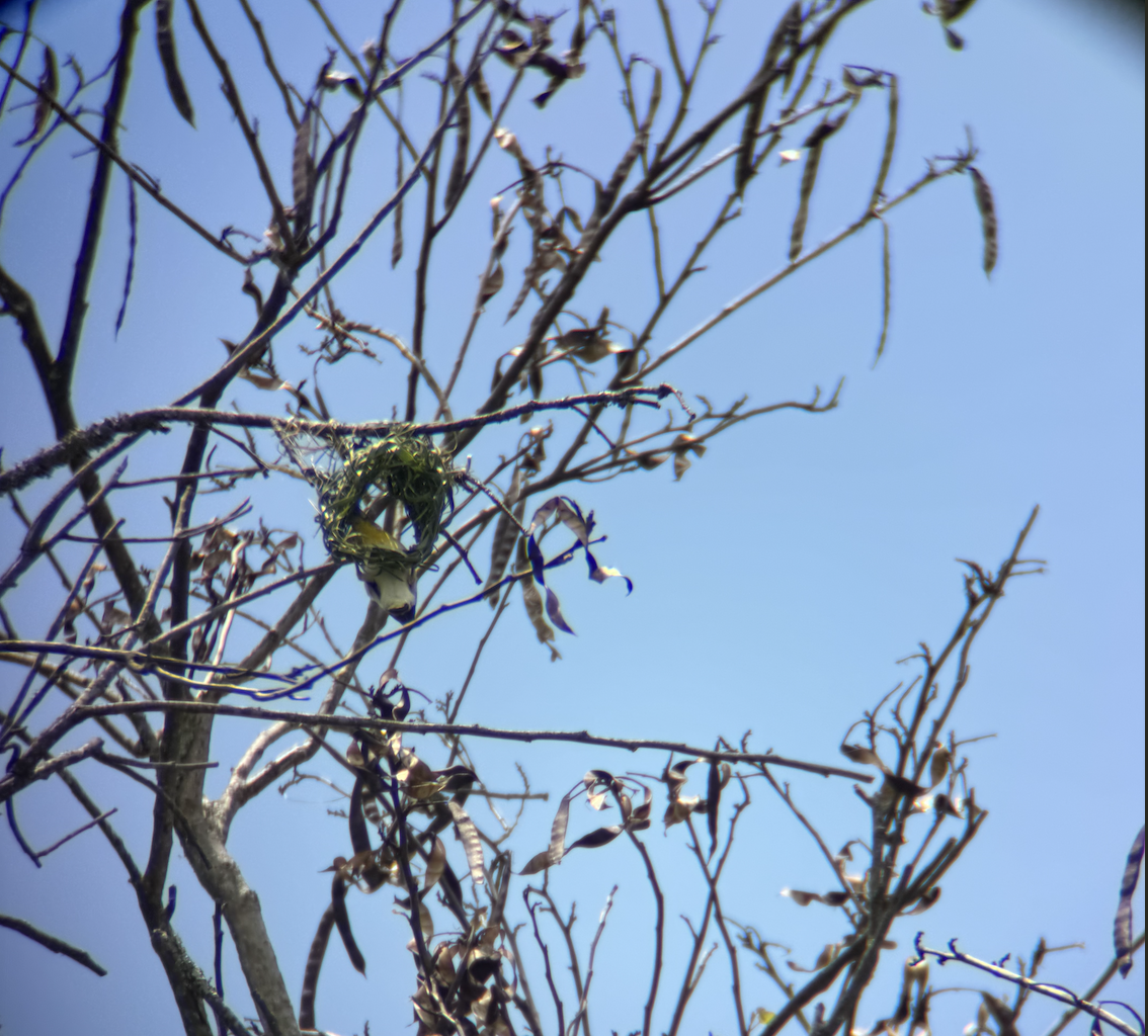 Southern Masked-Weaver - ML647607798