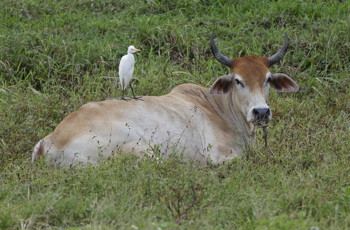 Eastern Cattle-Egret - ML647607800