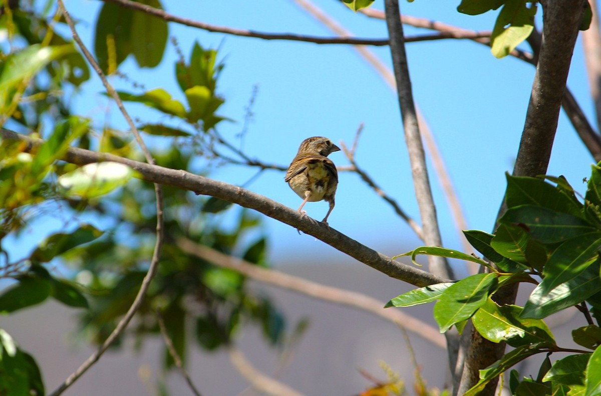 Grassland Sparrow - ML647607802