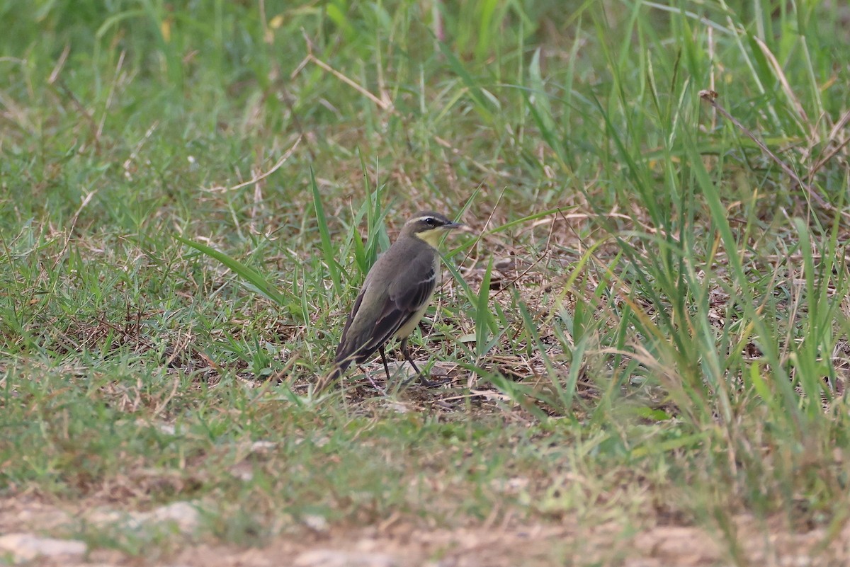 Eastern Yellow Wagtail - ML647607807
