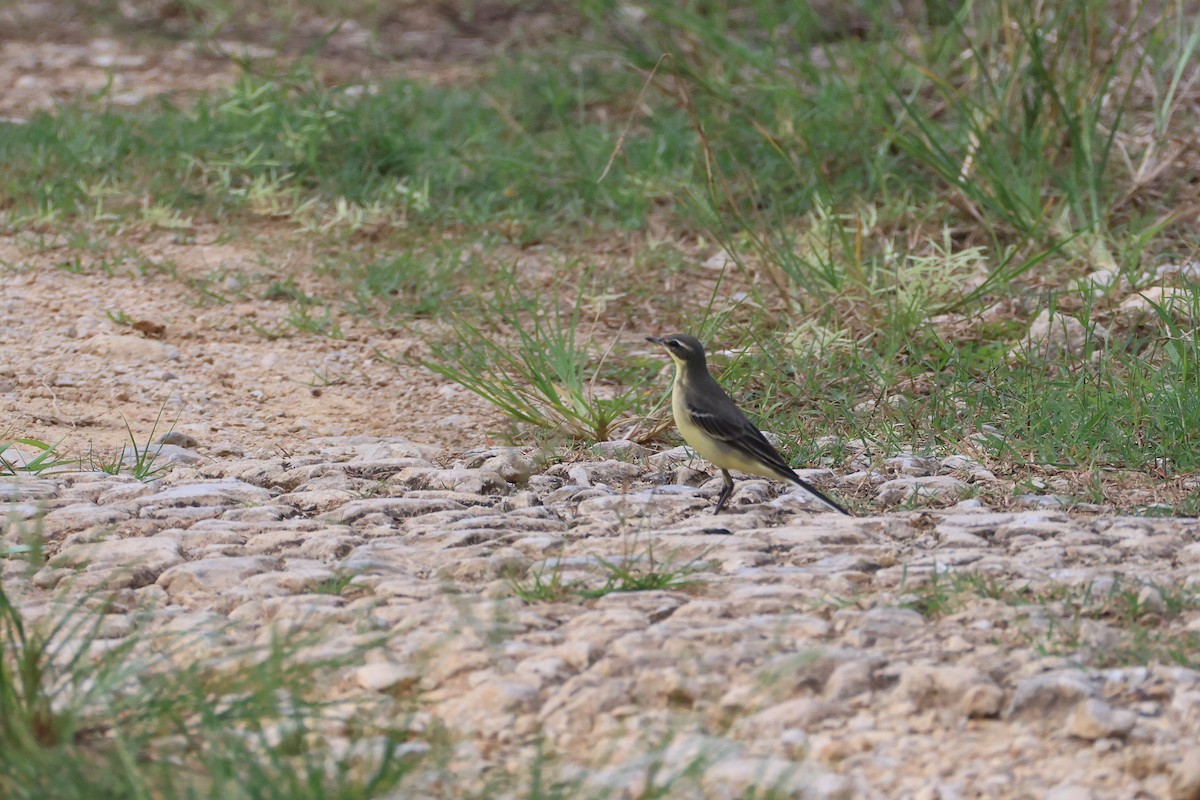 Eastern Yellow Wagtail - ML647607808