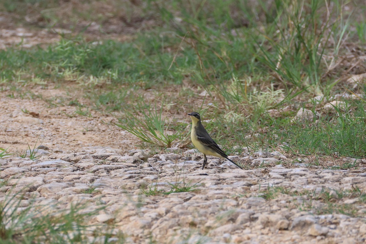 Eastern Yellow Wagtail - ML647607809