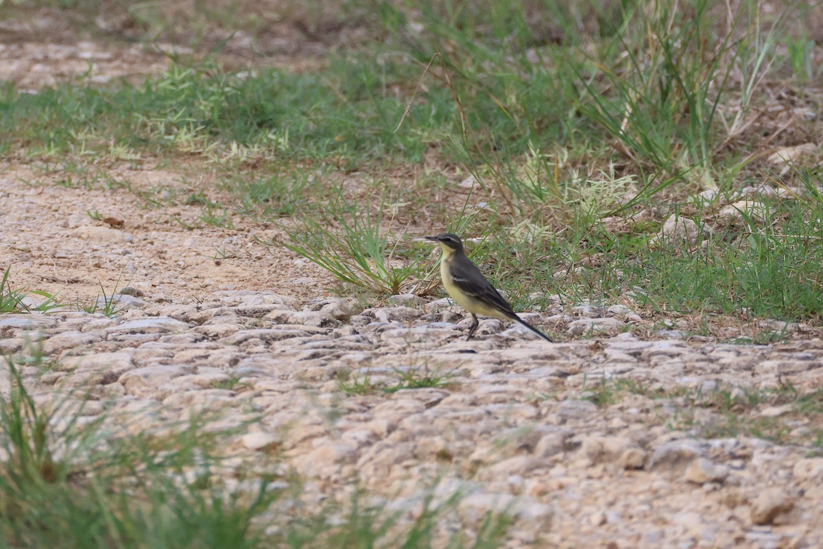 Eastern Yellow Wagtail - ML647607810