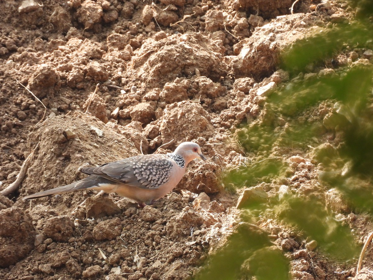 Spotted Dove - ML647607812