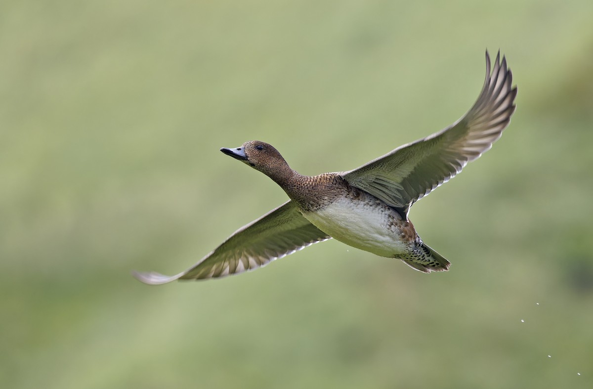 Eurasian Wigeon - ML647607815