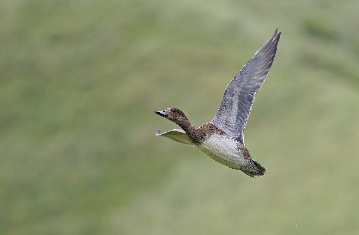 Eurasian Wigeon - ML647607816