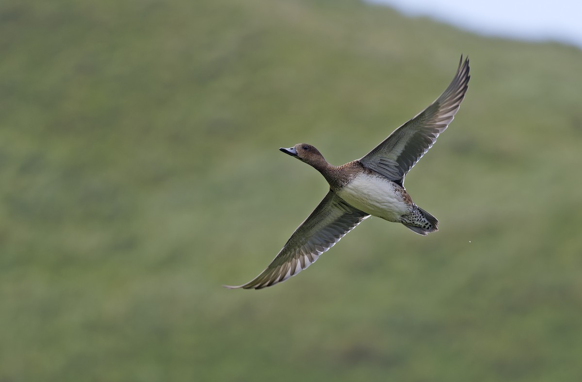 Eurasian Wigeon - ML647607817