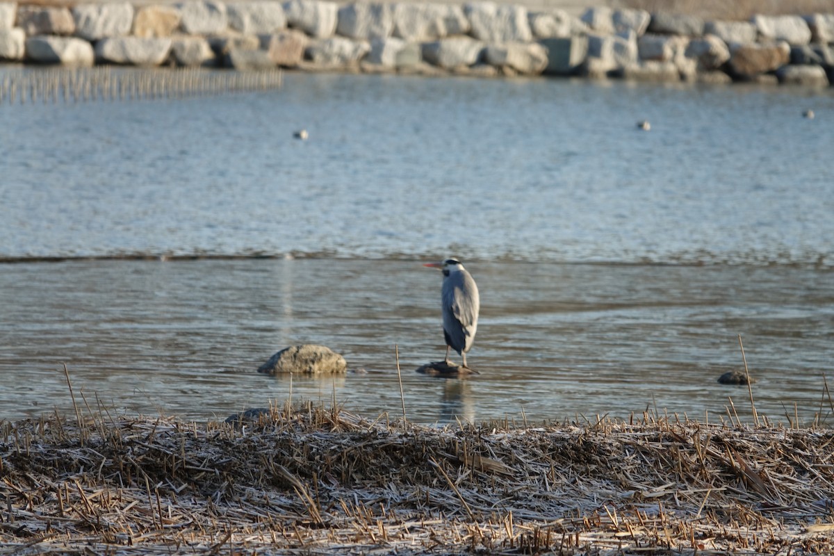 Gray Heron - ML647607818