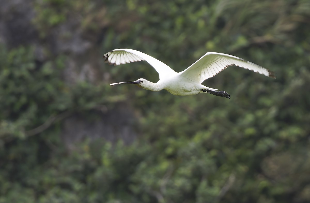 Eurasian Spoonbill - ML647607819