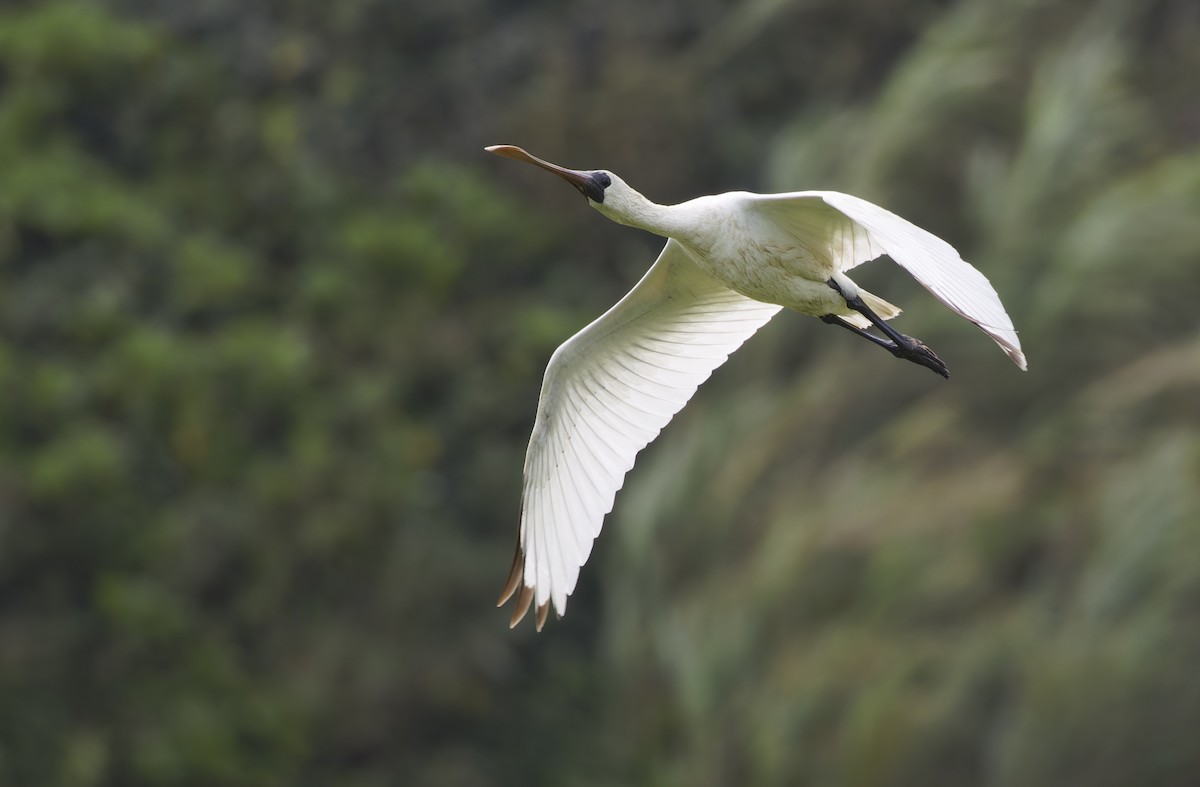 Black-faced Spoonbill - ML647607821