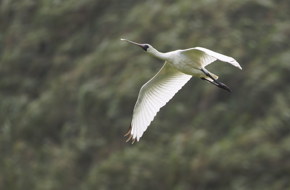 Black-faced Spoonbill - ML647607822