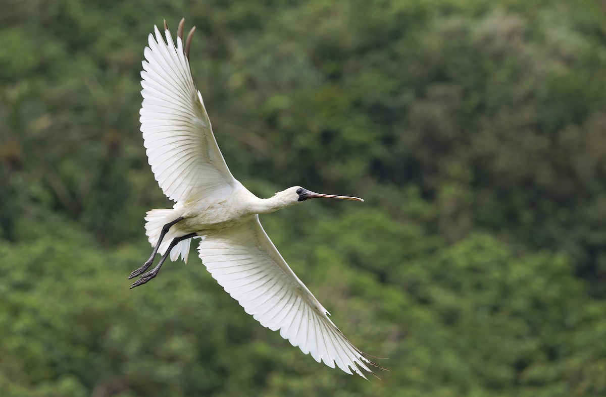 Black-faced Spoonbill - ML647607823