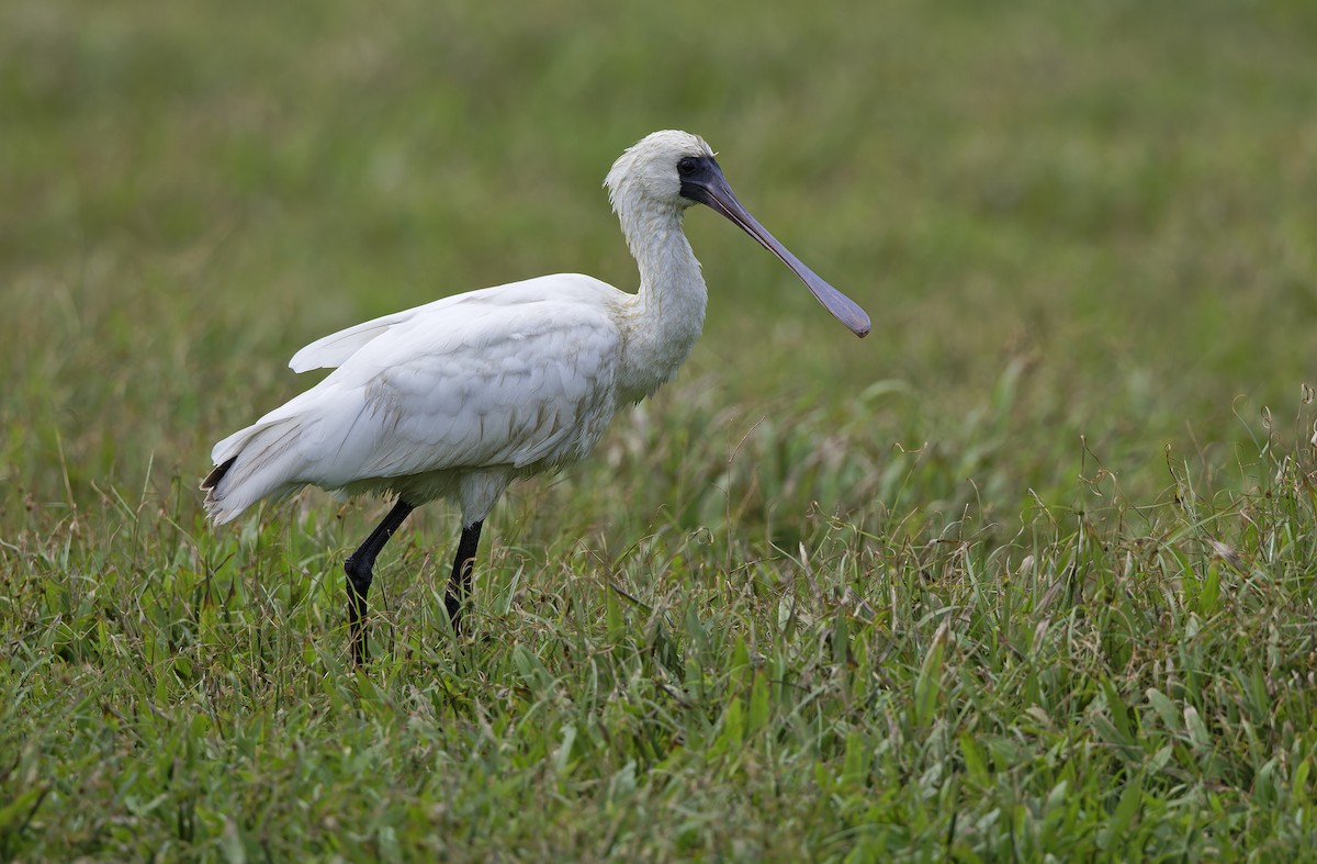 Black-faced Spoonbill - ML647607824