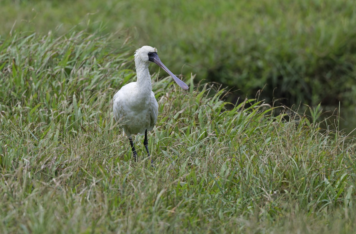 Black-faced Spoonbill - ML647607825