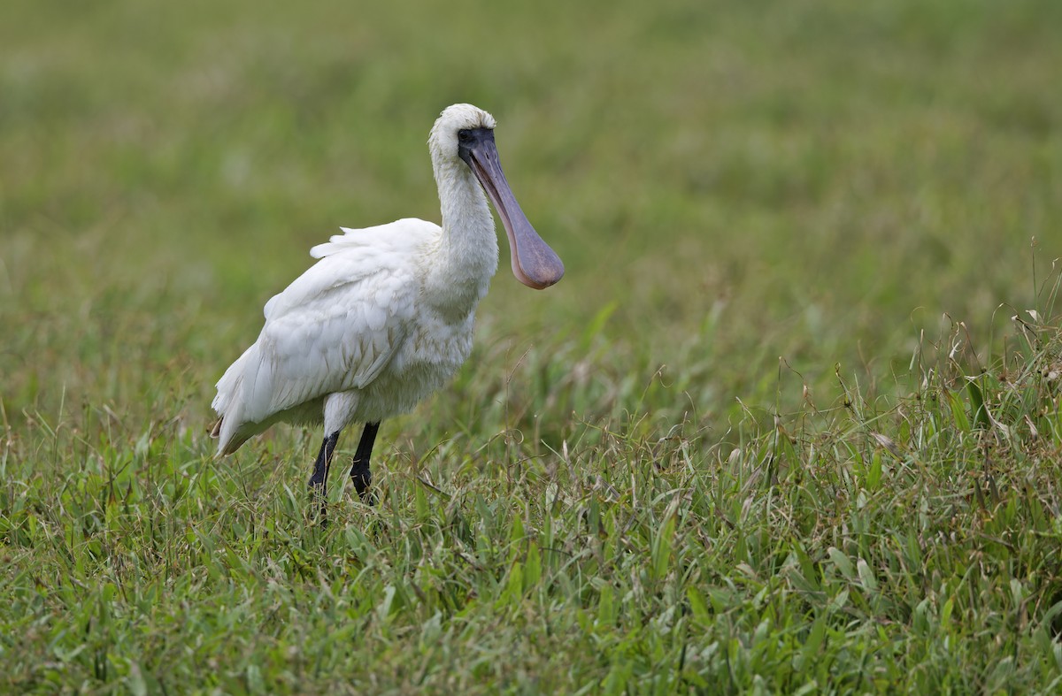 Black-faced Spoonbill - ML647607826