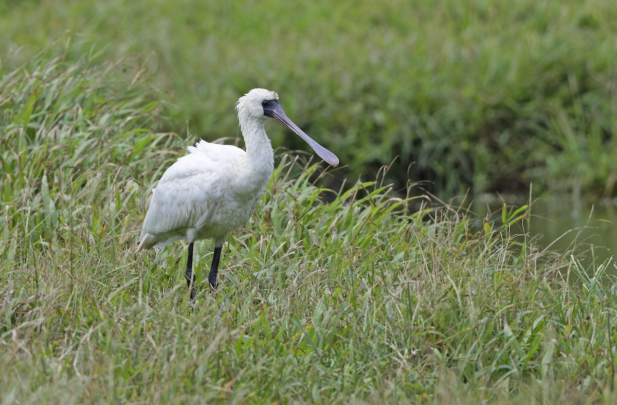 Black-faced Spoonbill - ML647607827