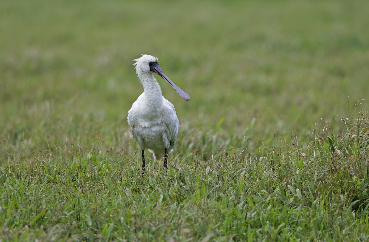 Black-faced Spoonbill - ML647607828