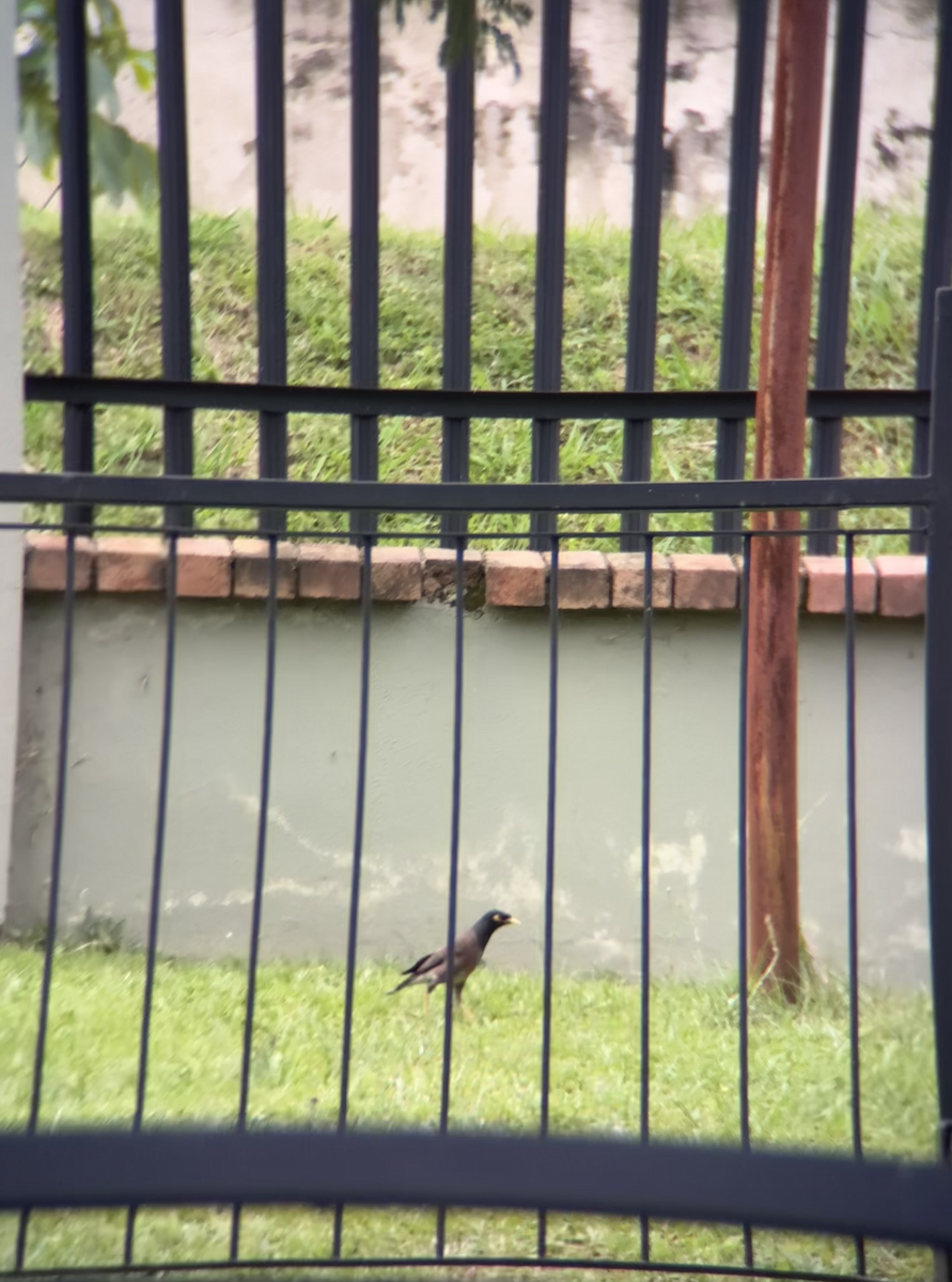 Martin triste - ML647607829