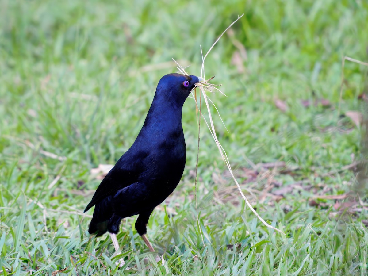 Jardinier satiné - ML647607830