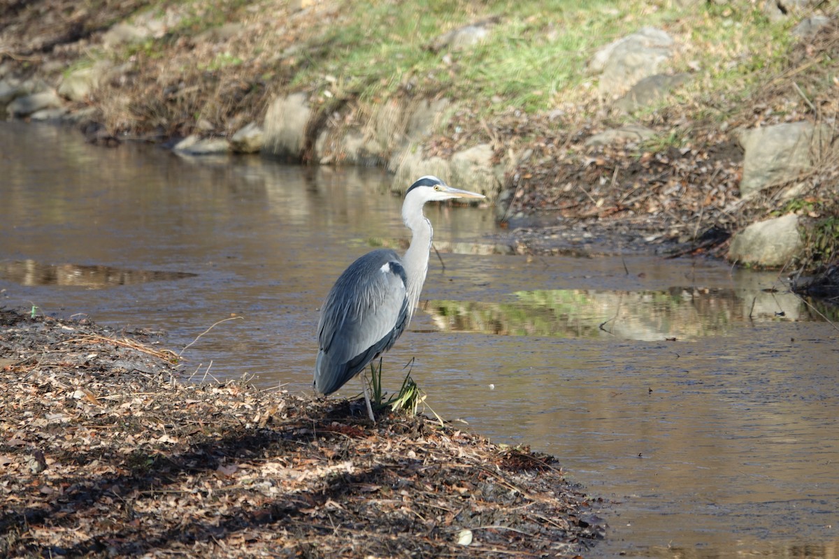 Héron cendré - ML647607831