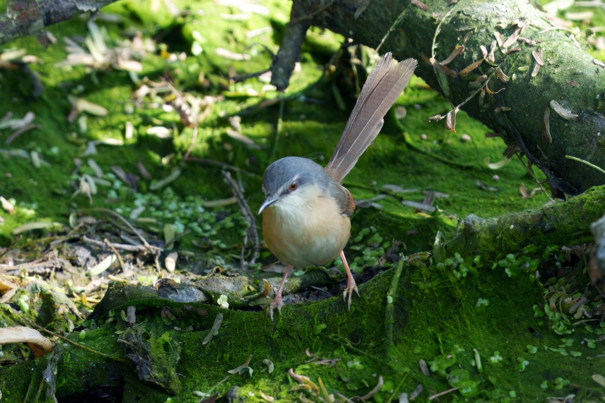 Prinia cendrée - ML647607833