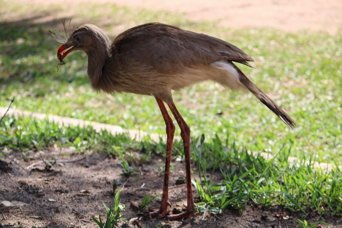 Cariama huppé - ML647607834