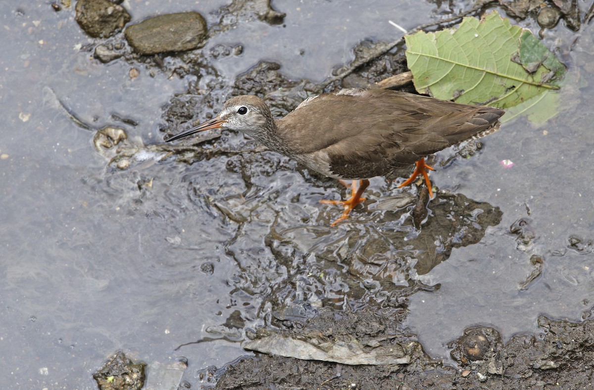 Chevalier gambette - ML647607835