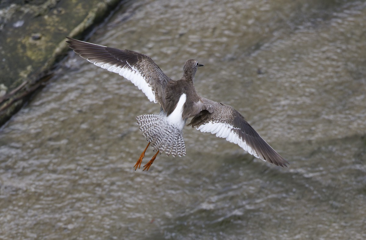 Chevalier gambette - ML647607836