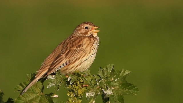 גיבתון עפרוני - ML647607837
