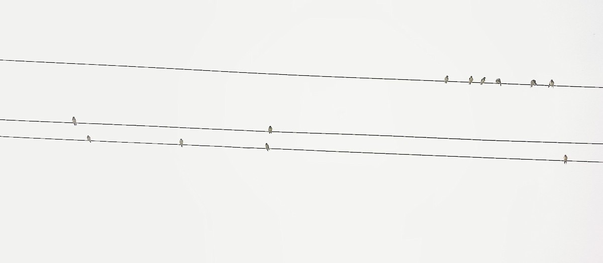 Hirondelle striolée - ML647607838