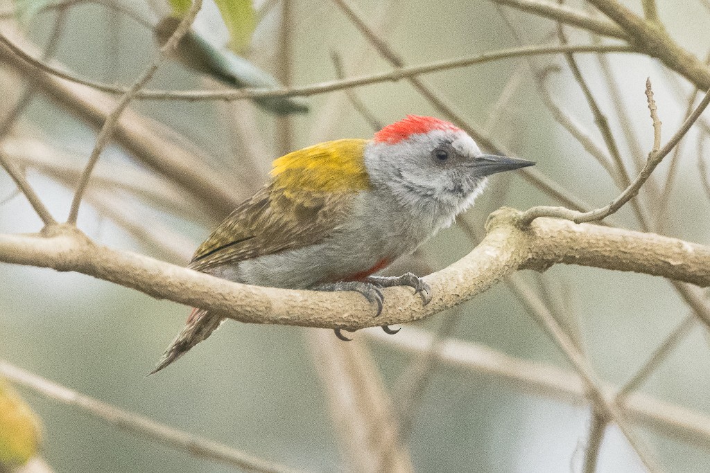 Pic spodocéphale - ML647607839