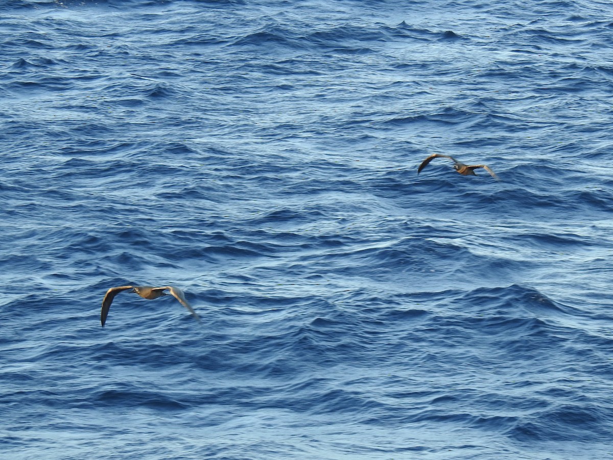 Fou à pieds rouges - ML647607842