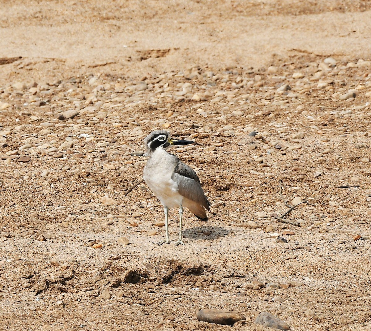 Grand Oedicnème - ML647607848