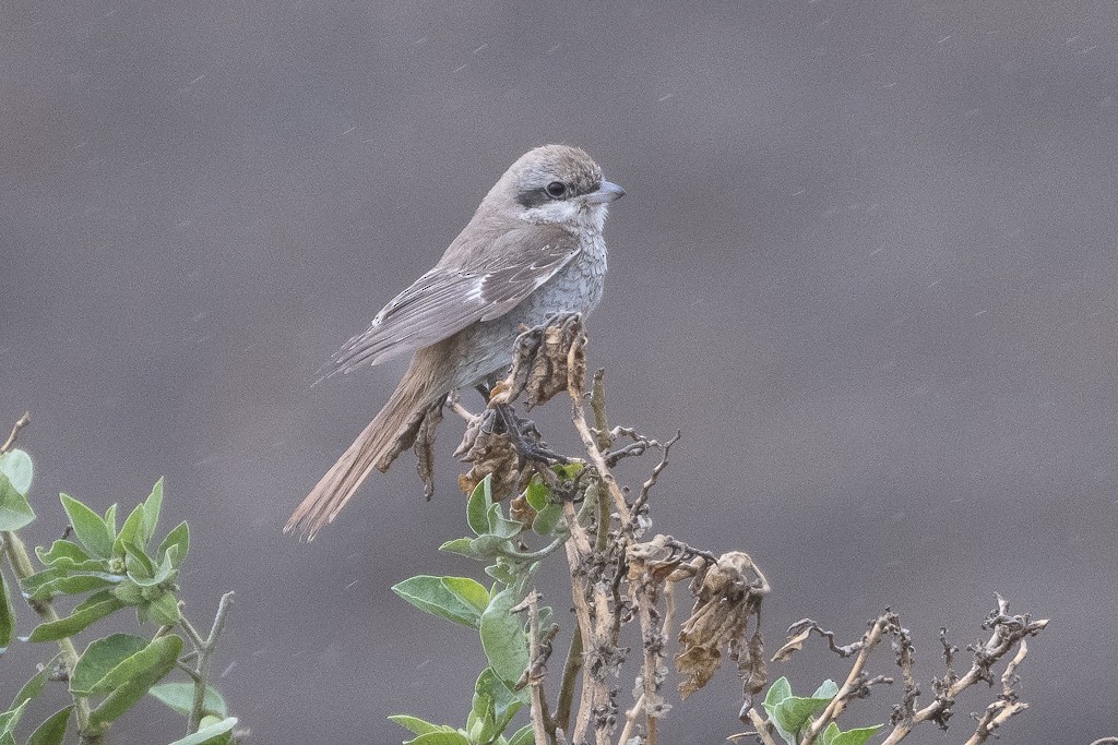 Pie-grièche isabelle - ML647607849