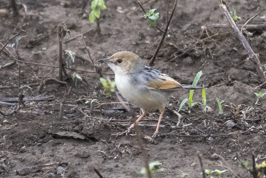 Cisticole de Lynes - ML647607850