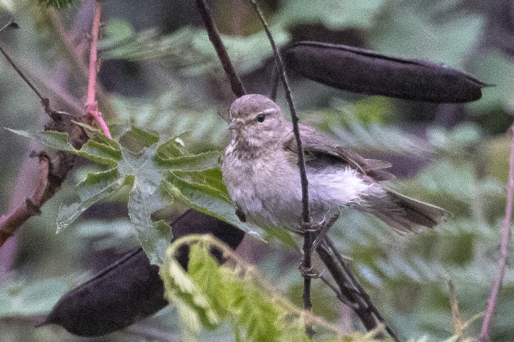 Pouillot fitis - ML647607851