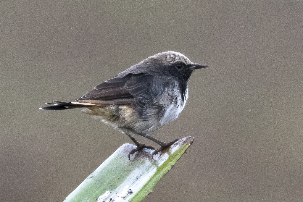 Traquet de Shalow - ML647607853