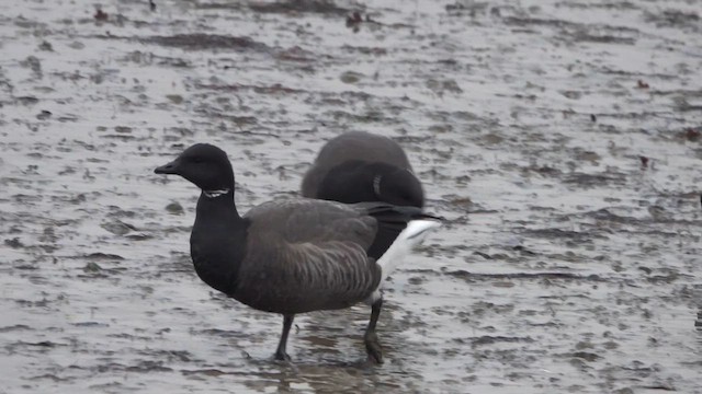 ברנטה כהה - ML647607854