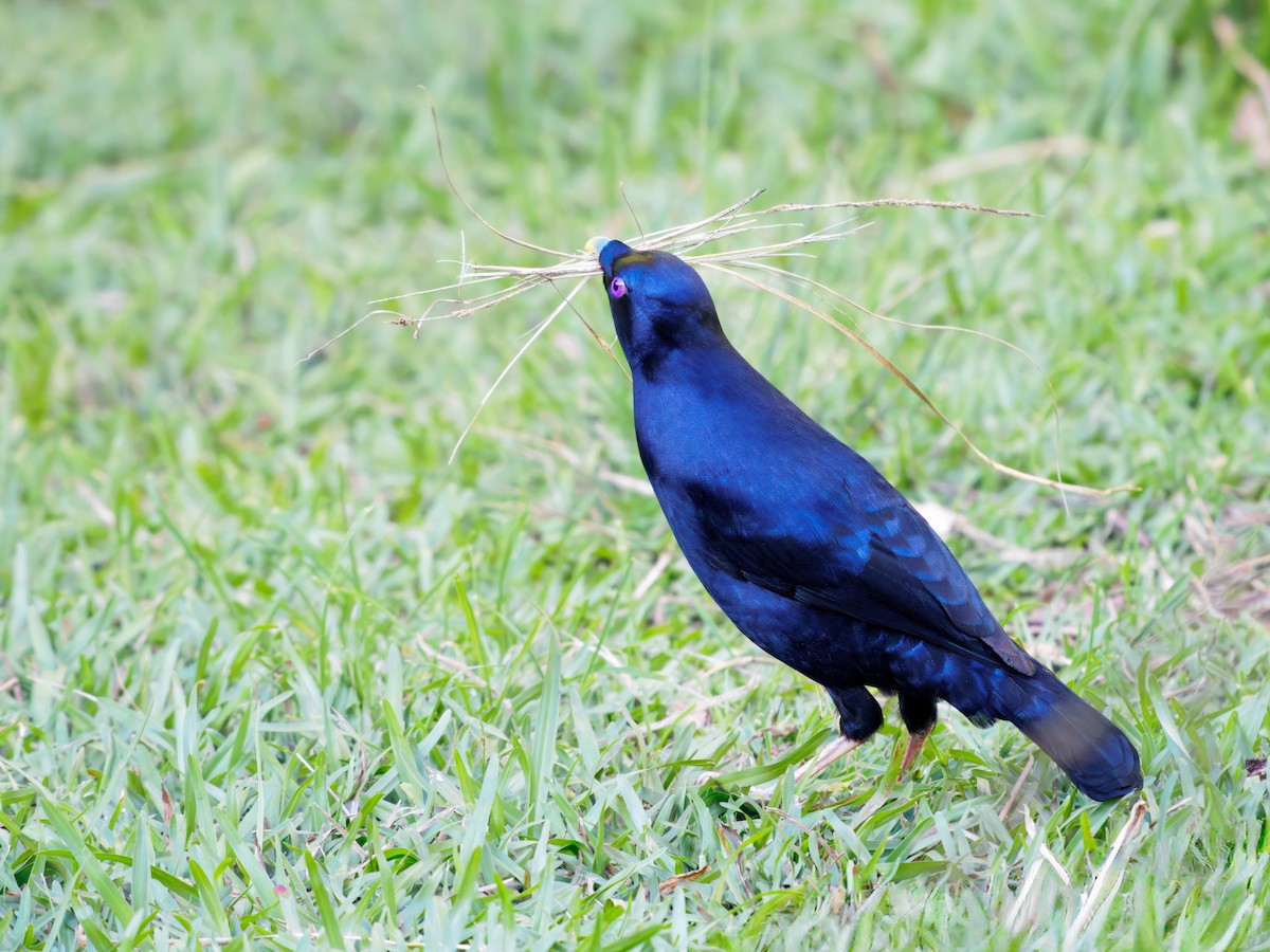 Jardinier satiné - ML647607855