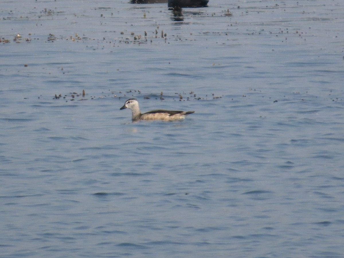 Anserelle de Coromandel - ML647607856