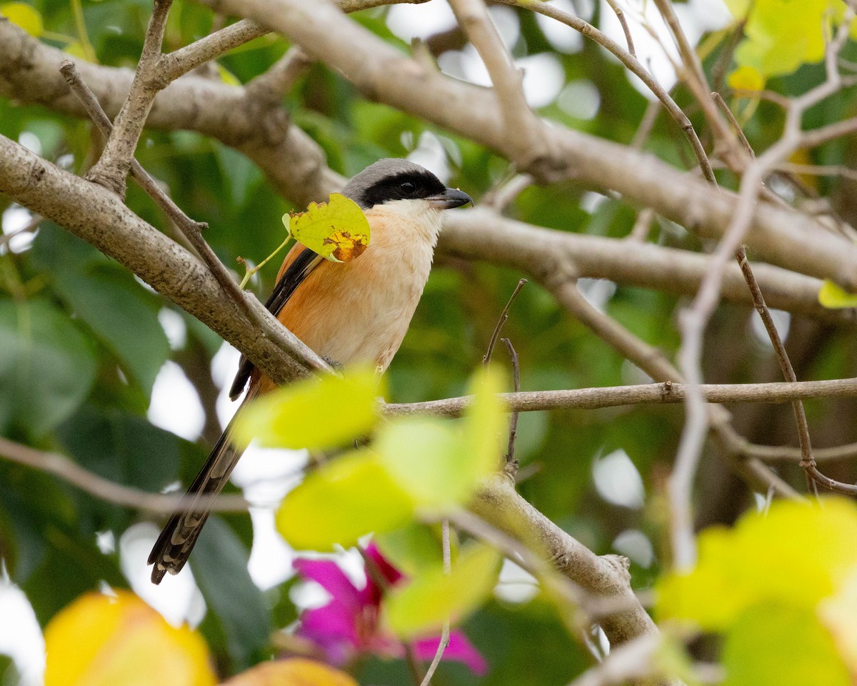 Pie-grièche schach - ML647607857