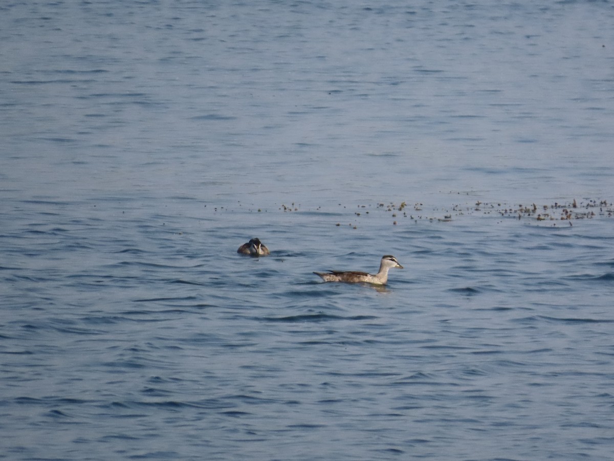 Anserelle de Coromandel - ML647607859