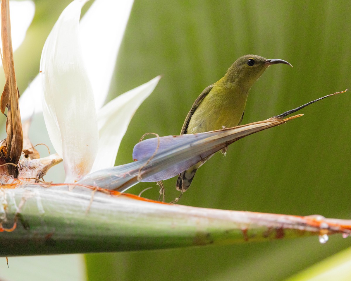 Souimanga de Christina - ML647607860