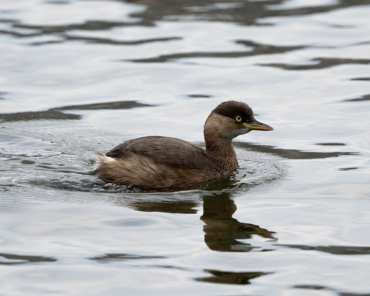 Grèbe castagneux - ML647607861