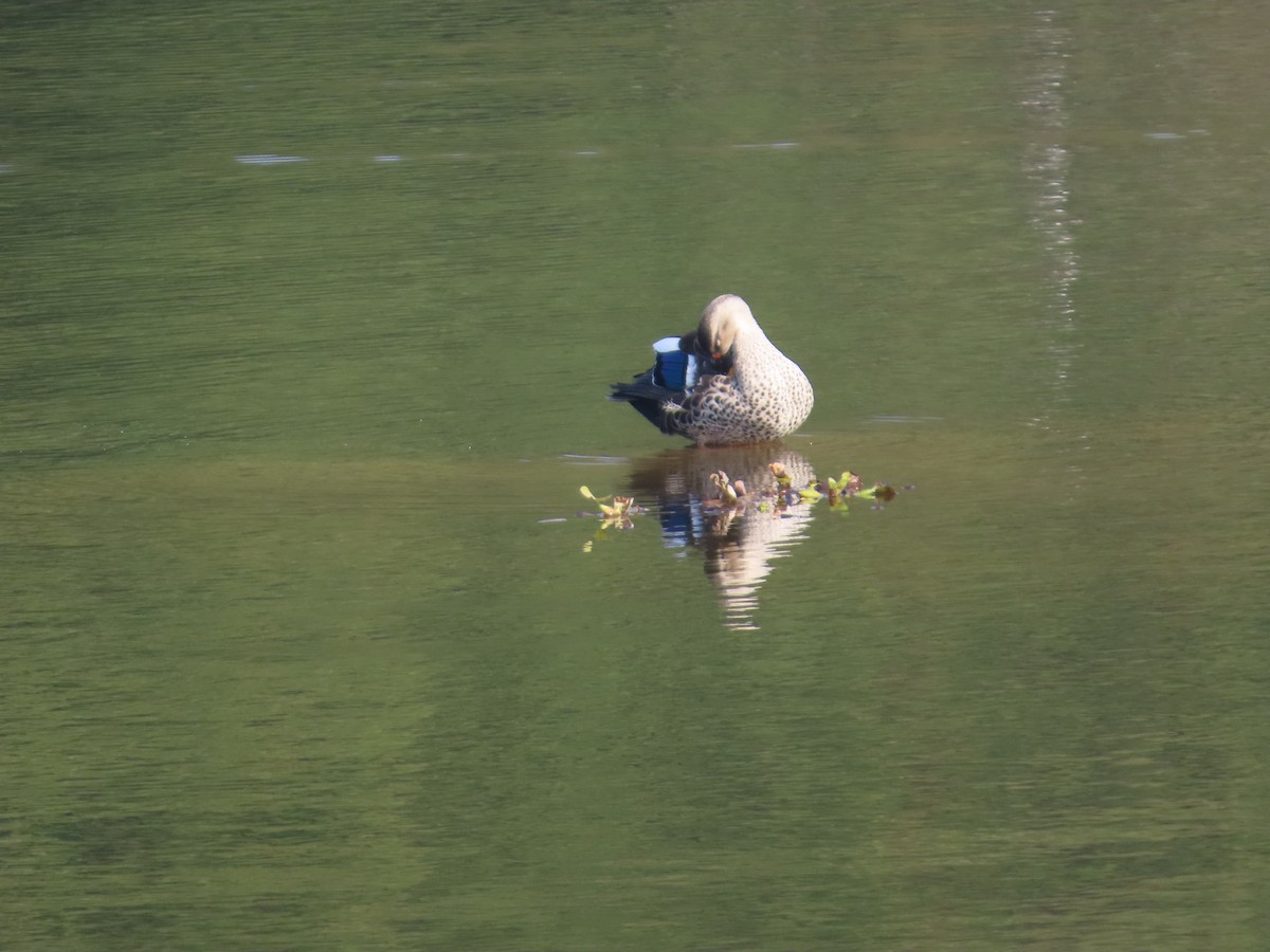 Canard à bec tacheté - ML647607862